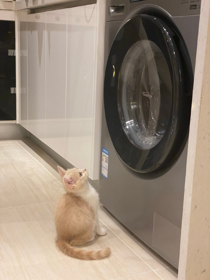 猫图片|宠物猫|猫咪|