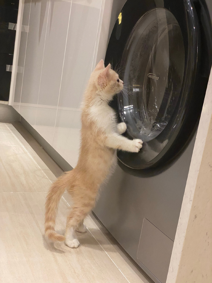 猫图片|宠物猫|猫咪|