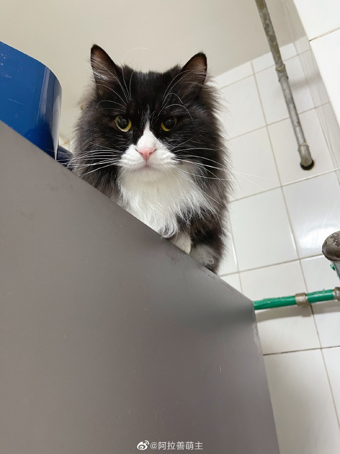 猫图片|宠物猫|猫咪|