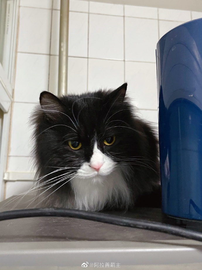 猫图片|宠物猫|猫咪|