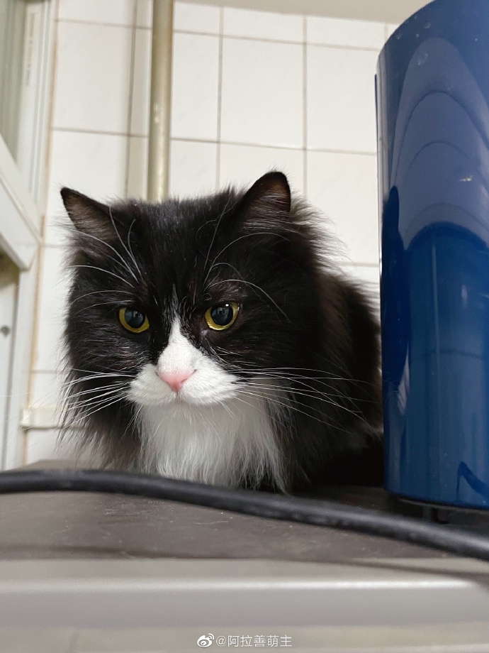 猫图片|宠物猫|猫咪|