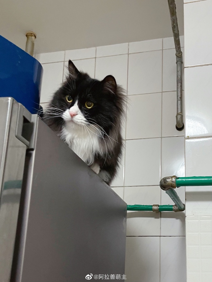 猫图片|宠物猫|猫咪|