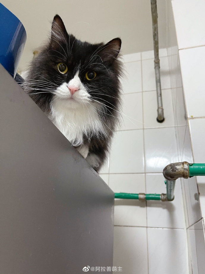 猫图片|宠物猫|猫咪|