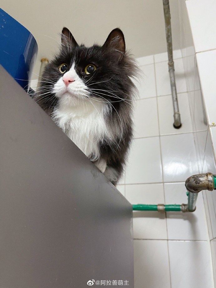 猫图片|宠物猫|猫咪|