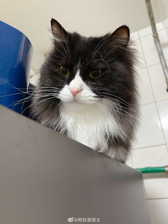 猫图片|宠物猫|猫咪|