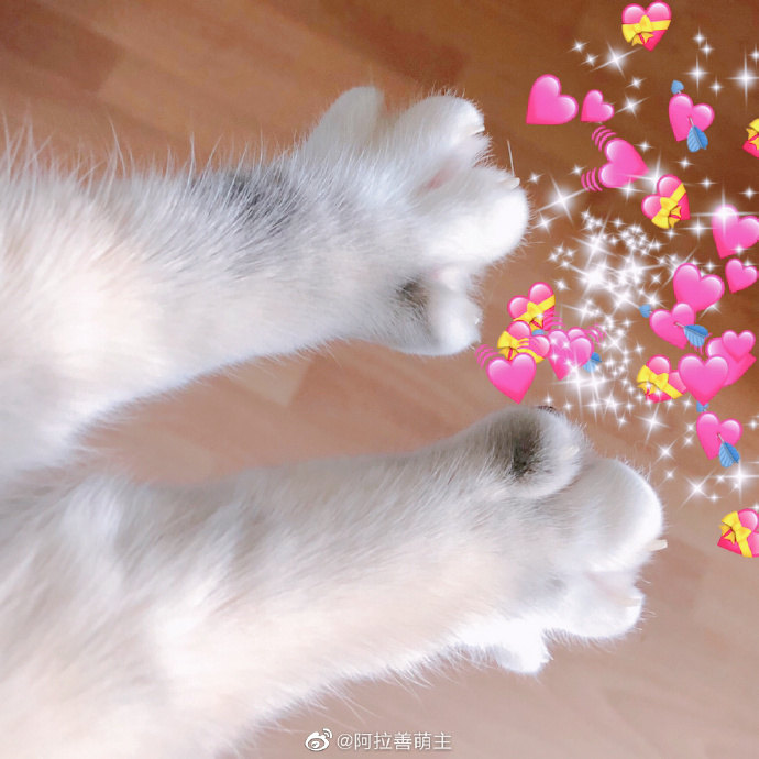 猫图片|宠物猫|猫咪|