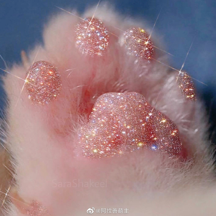 猫图片|宠物猫|猫咪|