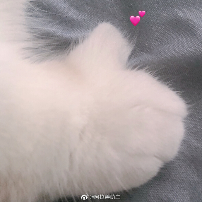 猫图片|宠物猫|猫咪|