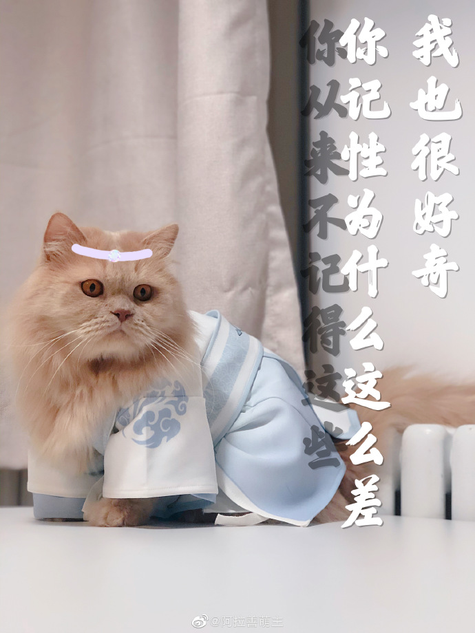 猫图片|宠物猫|猫咪|