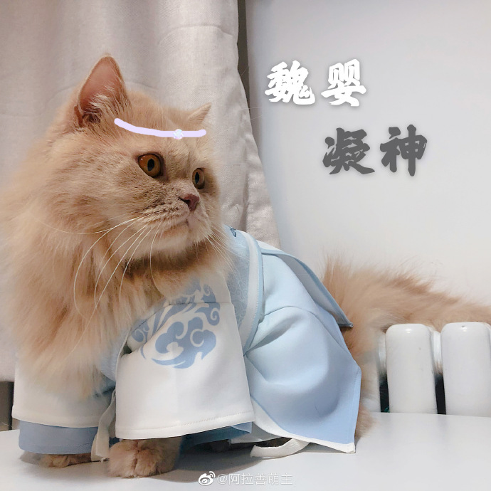 猫图片|宠物猫|猫咪|