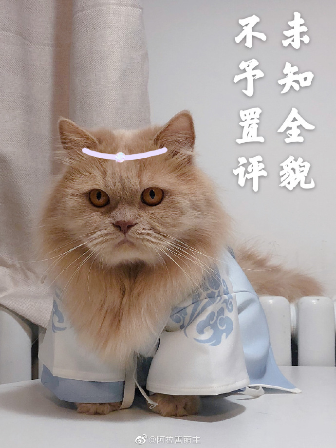 猫图片|宠物猫|猫咪|