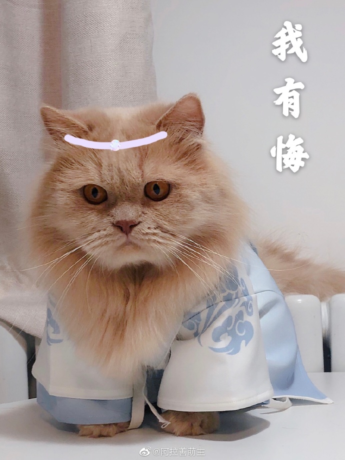 猫图片|宠物猫|猫咪|