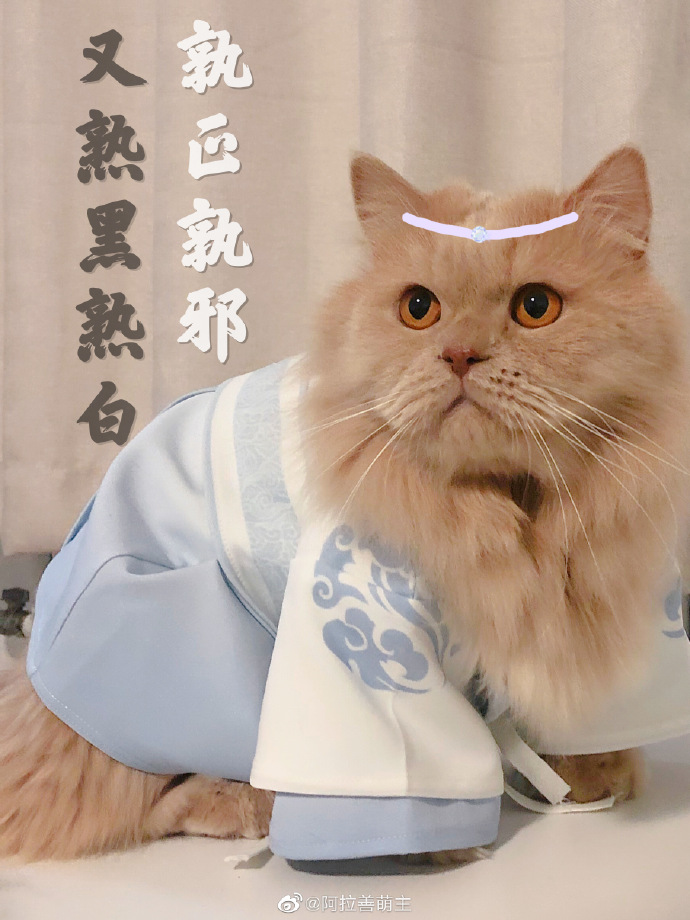 猫图片|宠物猫|猫咪|