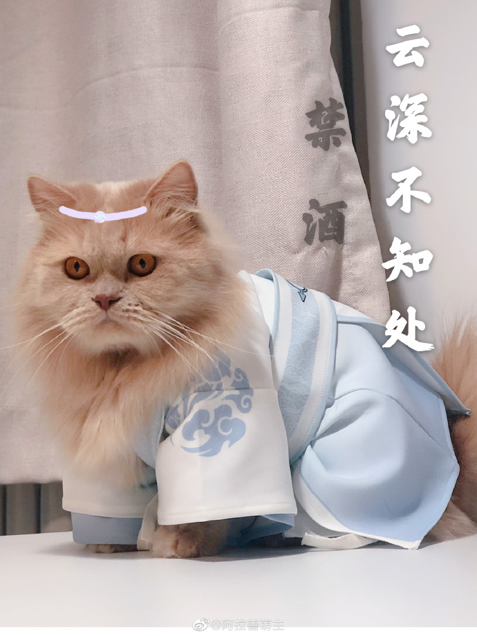 猫图片|宠物猫|猫咪|