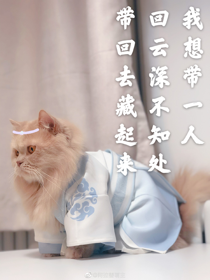 猫图片|宠物猫|猫咪|