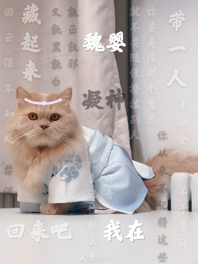 猫图片|宠物猫|猫咪|