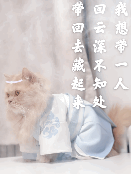 猫图片|宠物猫|猫咪|
