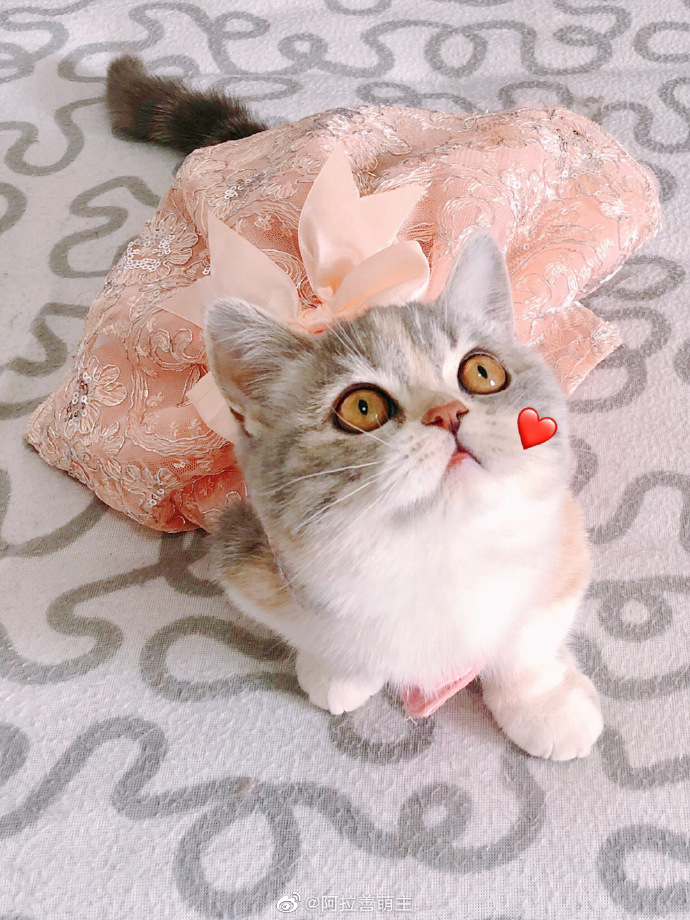 猫图片|宠物猫|猫咪|