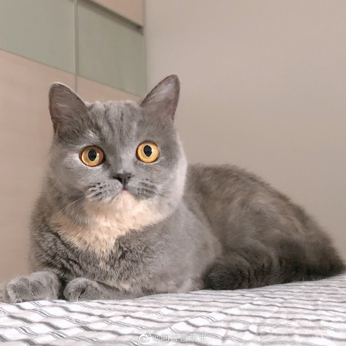 猫图片|宠物猫|猫咪|