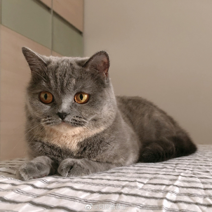 猫图片|宠物猫|猫咪|