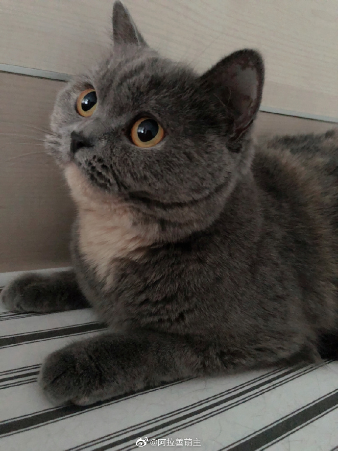 猫图片|宠物猫|猫咪|