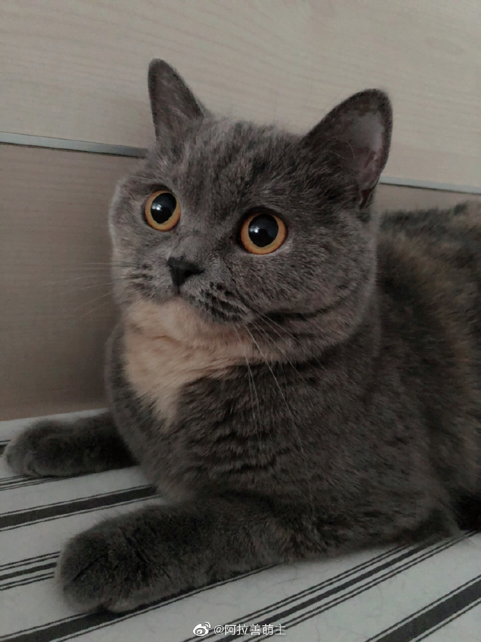 猫图片|宠物猫|猫咪|