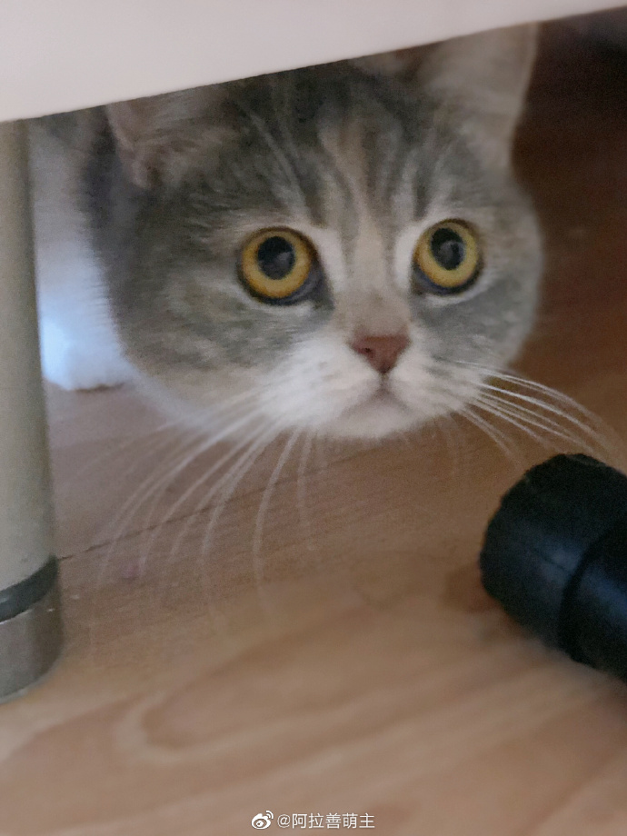 猫图片|宠物猫|猫咪|