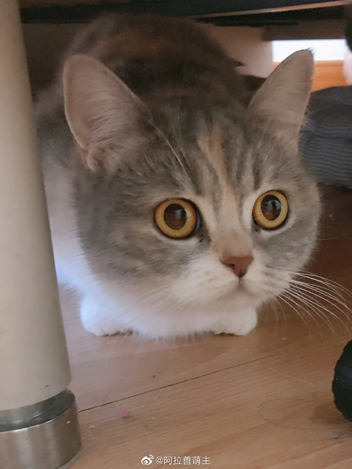 猫图片|宠物猫|猫咪|