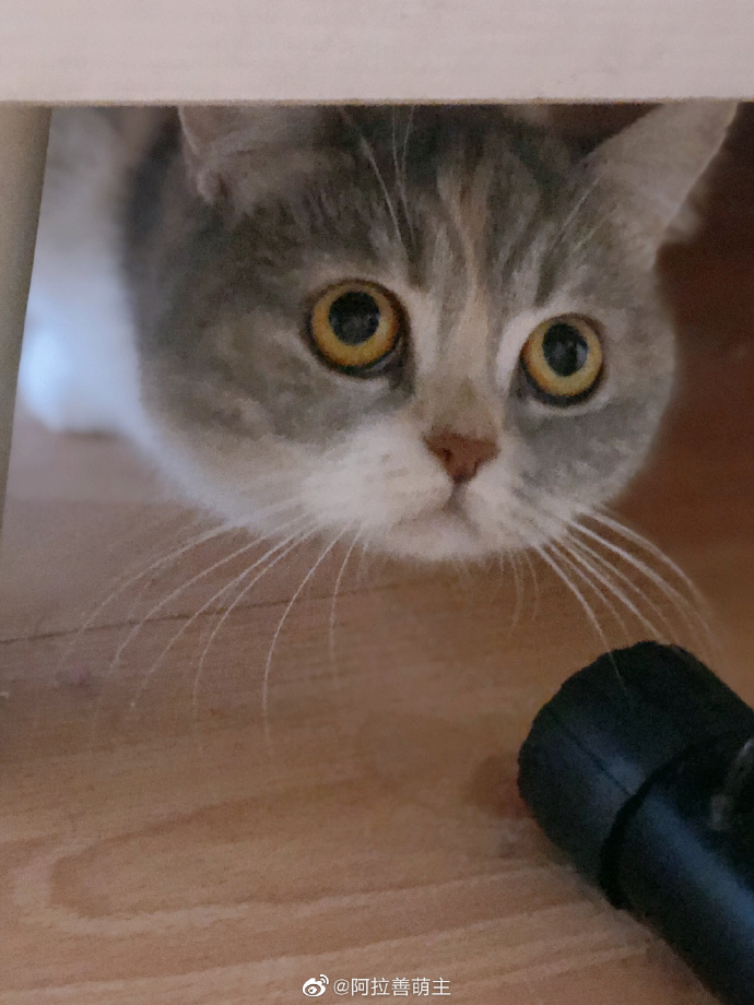 猫图片|宠物猫|猫咪|