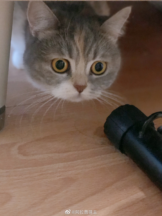 猫图片|宠物猫|猫咪|