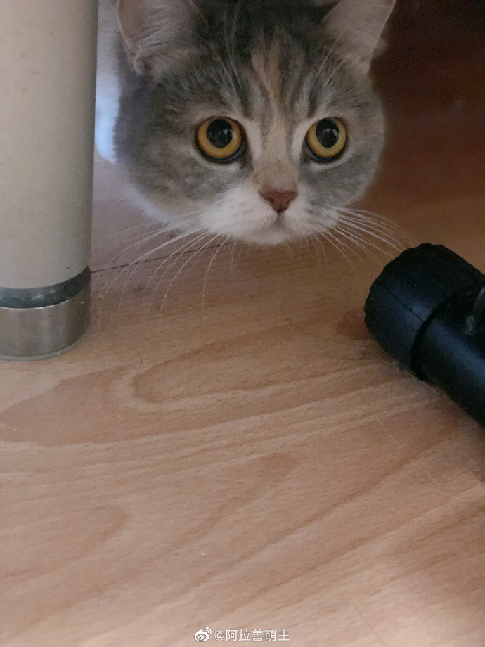 猫图片|宠物猫|猫咪|