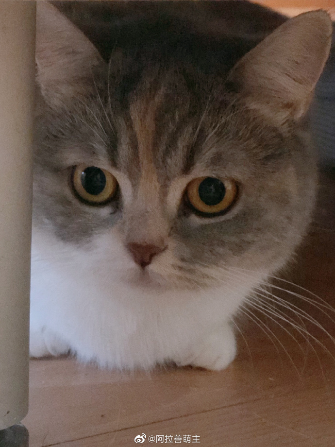 猫图片|宠物猫|猫咪|