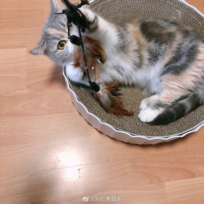 猫图片|宠物猫|猫咪|