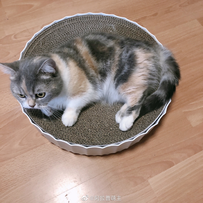 猫图片|宠物猫|猫咪|