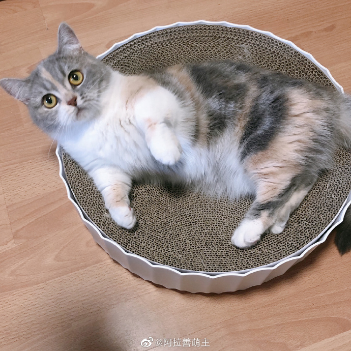 猫图片|宠物猫|猫咪|