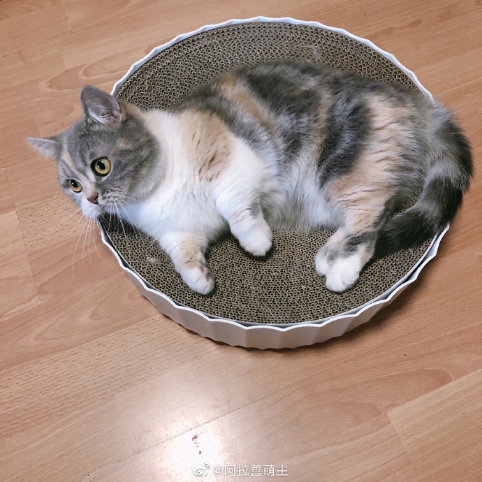 猫图片|宠物猫|猫咪|