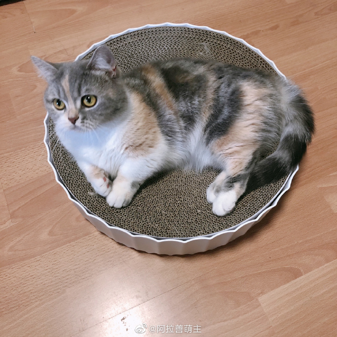 猫图片|宠物猫|猫咪|