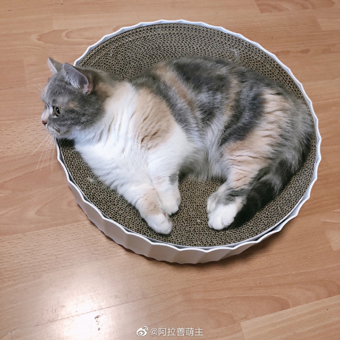 猫图片|宠物猫|猫咪|