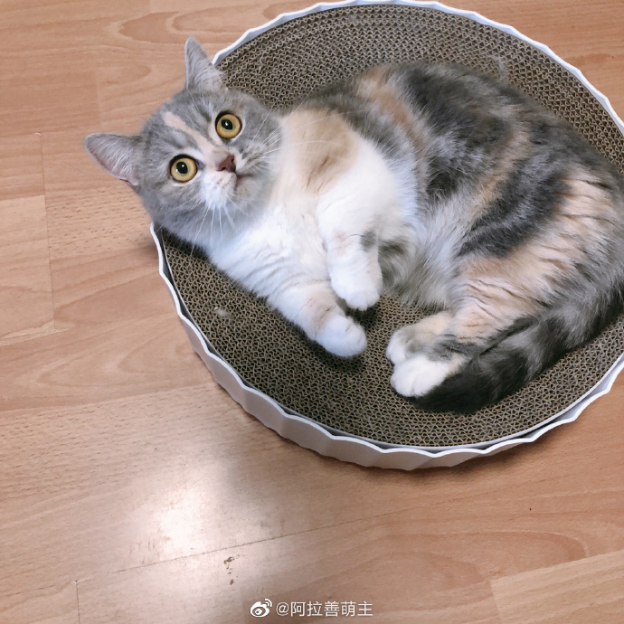 猫图片|宠物猫|猫咪|