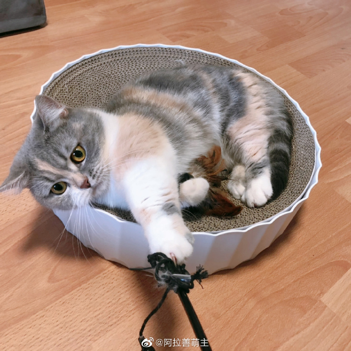 猫图片|宠物猫|猫咪|