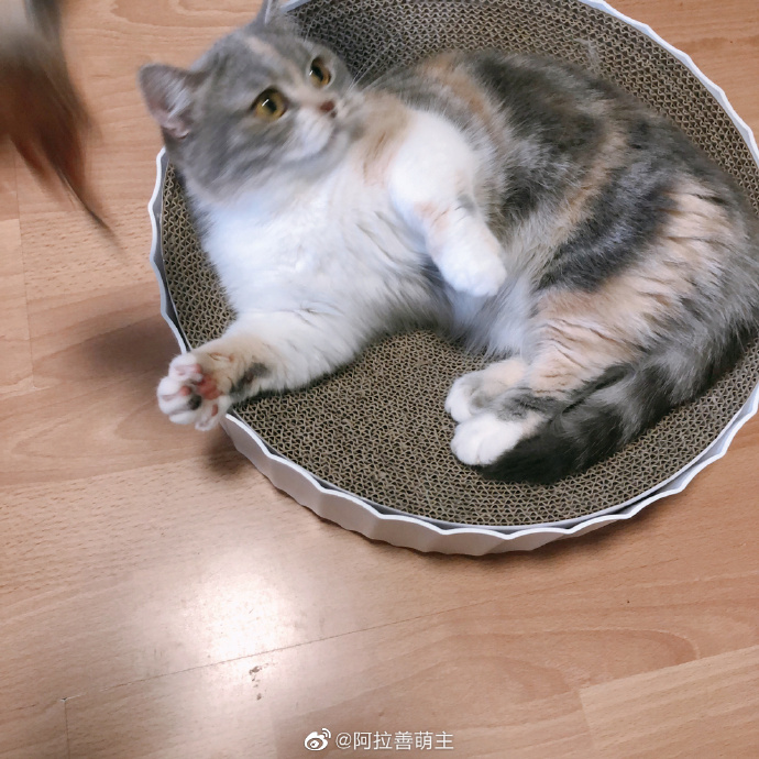 猫图片|宠物猫|猫咪|