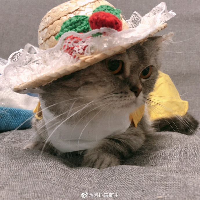 猫图片|宠物猫|猫咪|