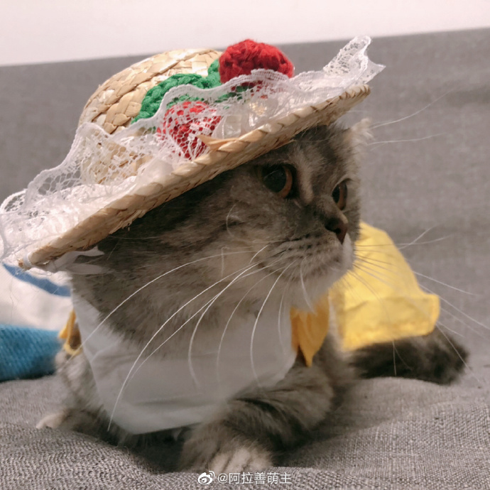 猫图片|宠物猫|猫咪|