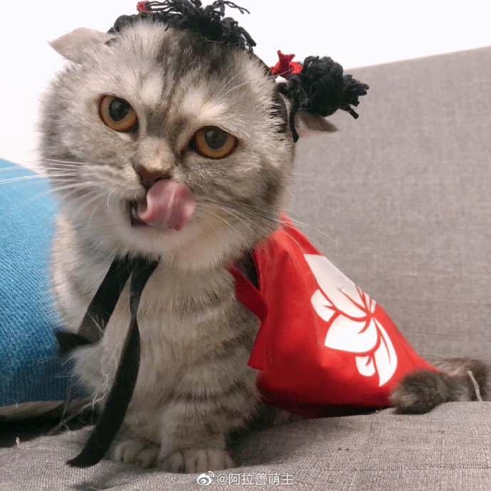 猫图片|宠物猫|猫咪|