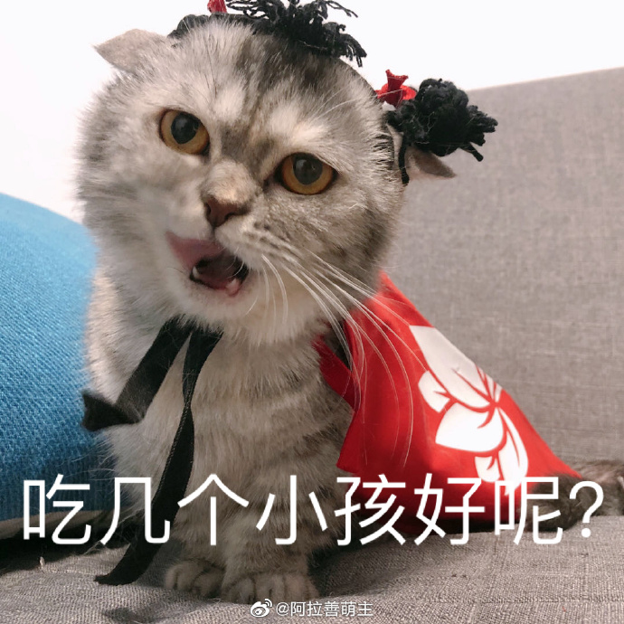 猫图片|宠物猫|猫咪|