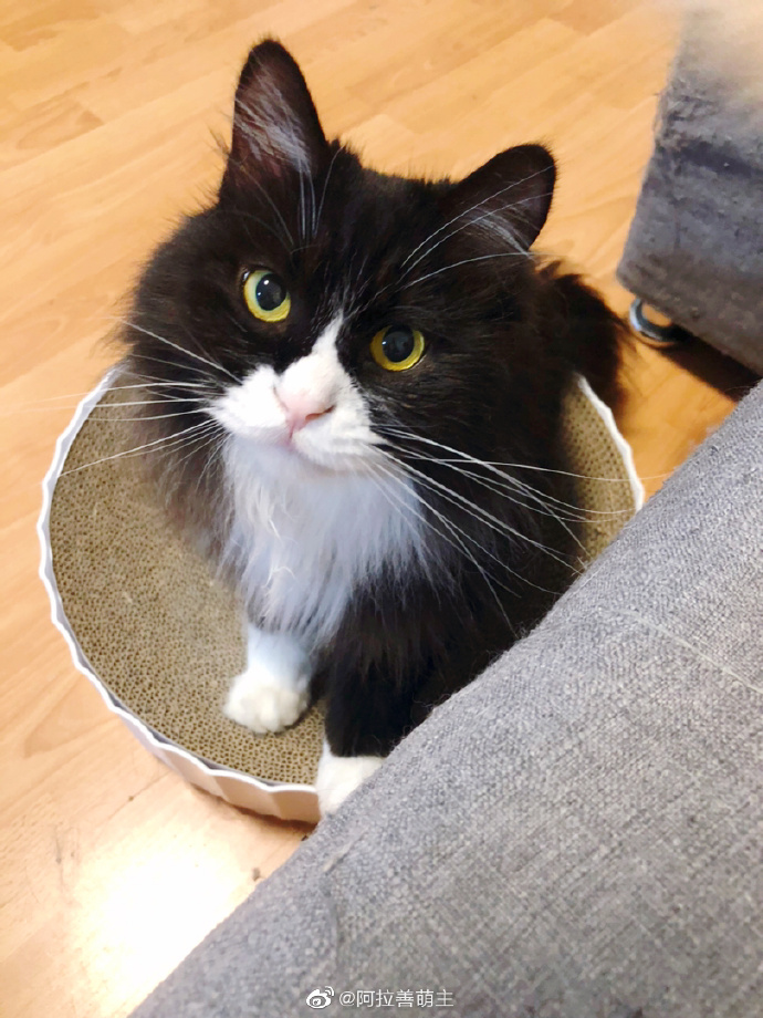 猫图片|宠物猫|猫咪|