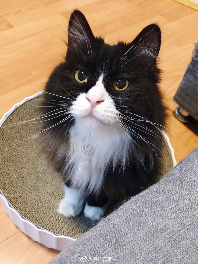 猫图片|宠物猫|猫咪|