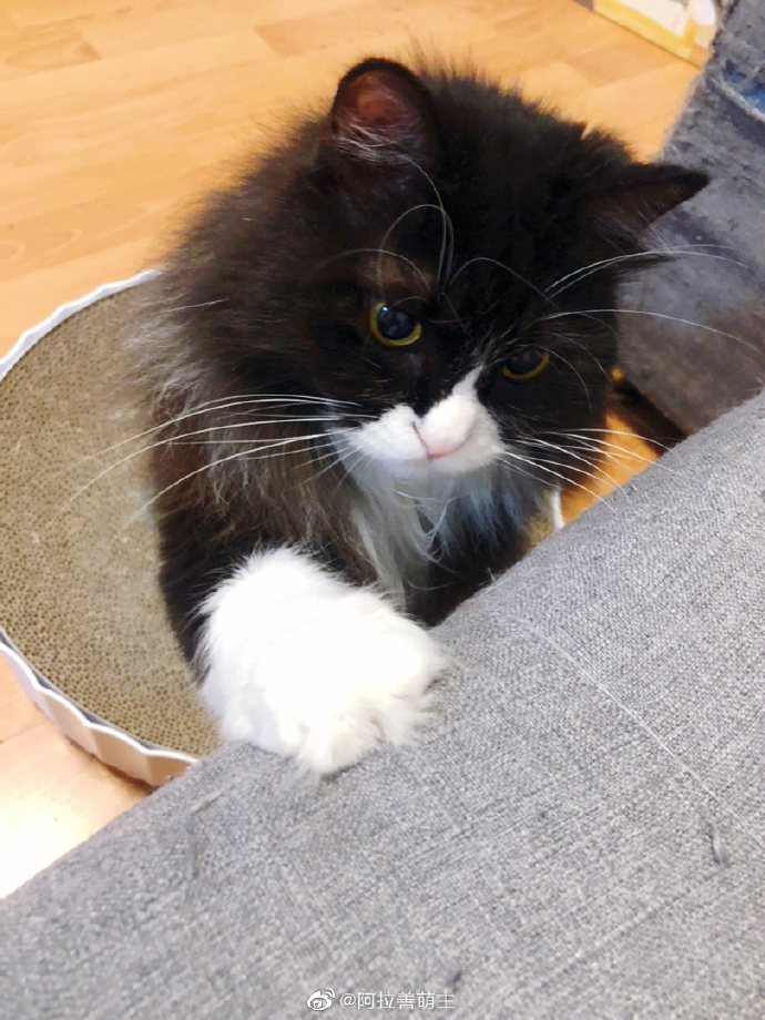 猫图片|宠物猫|猫咪|