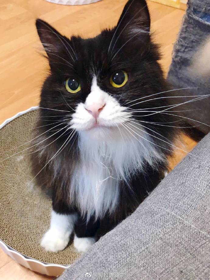 猫图片|宠物猫|猫咪|