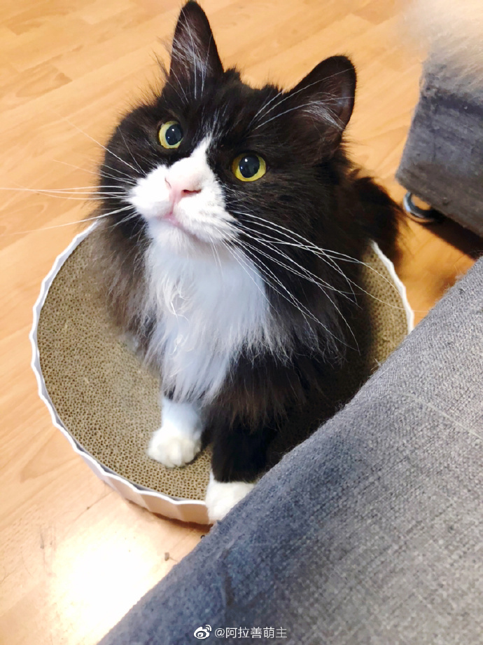 猫图片|宠物猫|猫咪|